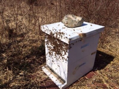 10 Items to Take to the Bee Yard Image